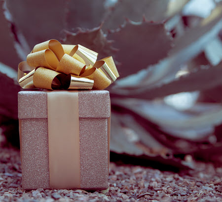 present wrapped with gold shimmery paper with gold bow in front of a succulent