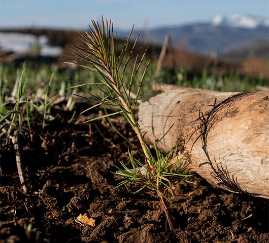 A recently-planted pine sapling