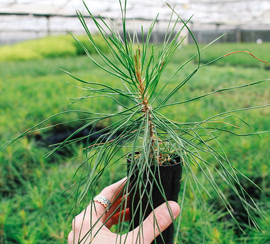 A volunteer's hand holding up a pine tree sapling in a greenhouse