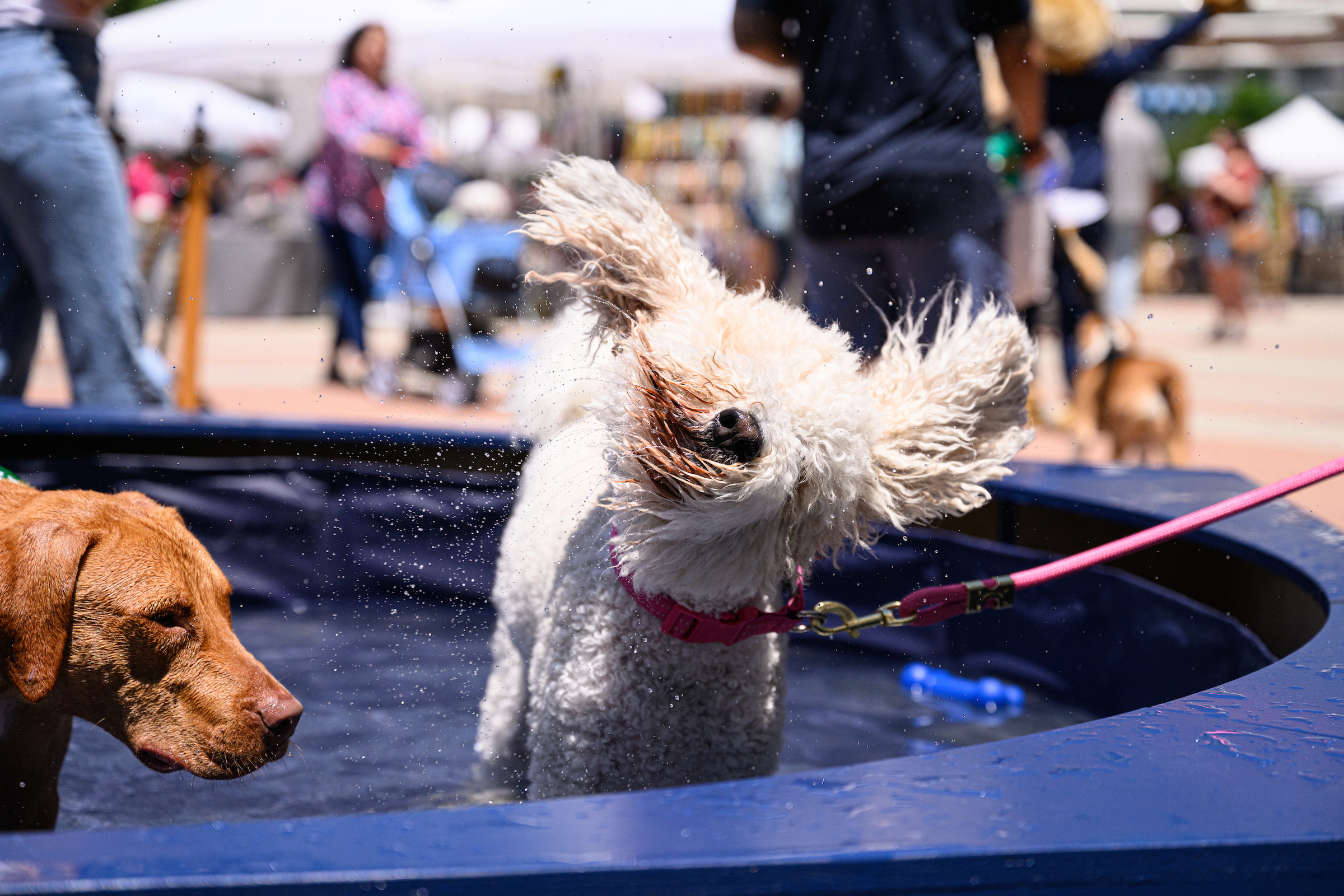 wet dog shaking off water 