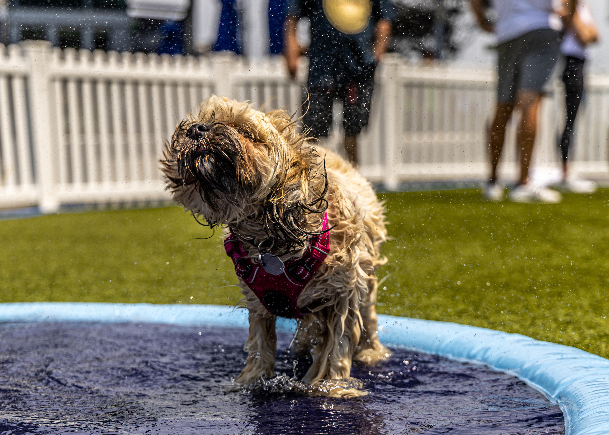 wet dog shaking off water