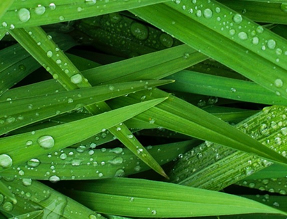 grass with fresh water drops